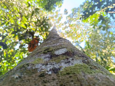 Ağaç gövdesinin pürüzlü kabuk dokusu ve arka planda yosun ve yeşil yapraklar. Düşük açılı fotoğraf.