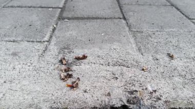 Bir grup sinek ya da Musca Domestica engebeli bir zeminde yemek artıkları toplayıp yiyen..