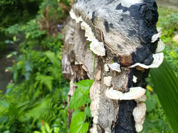 Trametes ergenliği ya da hindi kuyruğu mantarı ölü ağaç gövdelerinde yetişir..