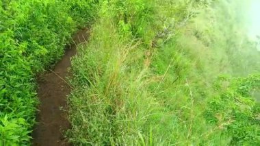 Kintamani tepesinin yeşil manzarası, Bangli, Bali Sabah dik ve sisli bir yürüyüş yolu ile.