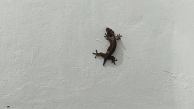 Bir orman kertenkelesi Hemidactylus çılgınlığı ya da duvar kertenkelesi Cosymbotus platyurus bir evin duvarında sürünüyor..