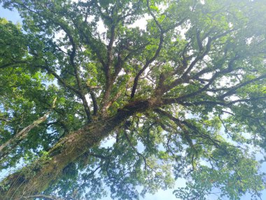 Parlak mavi gökyüzüne karşı yemyeşil yaprakları olan ağaç. Düşük açılı fotoğraf.
