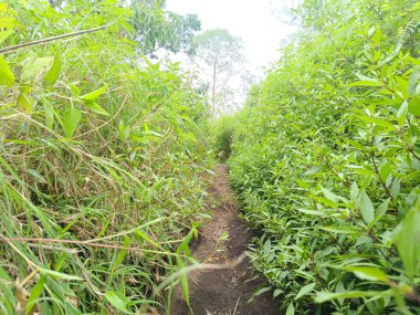 Yoğun yeşil çimlerle çevrili dar patika bir tepede..