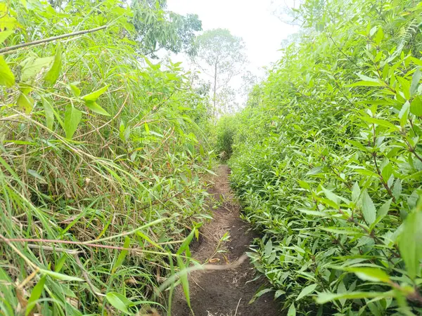 Yoğun yeşil çimlerle çevrili dar patika bir tepede..