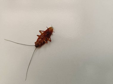 Yerde sırt üstü yatan ölü bir hamamböceği. Hamamböceği kahverengi renkli..