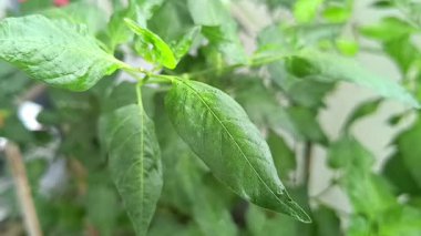 Bahçedeki taze biber bitkisinin yapraklarının video görüntüleri..