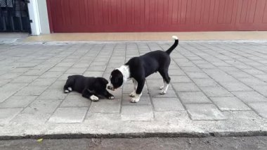 Denpasar, Bali 'de kaldırım kenarında yemek yiyen iki sokak köpeğinin görüntüsü..