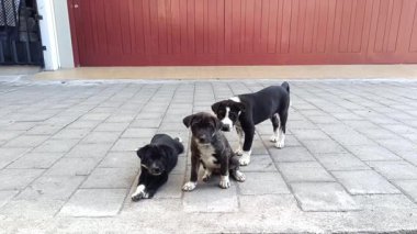 Denpasar, Bali 'de sokakta oynayan üç sokak köpeğinin görüntüleri.