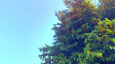 Öğleden sonra rüzgarda sallanan yapraklarla bir sapodilla ağacının görüntüsü..