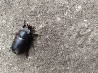 Kara boynuz böceği ya da Oryctes gergedanı yol yüzeyinde sürünüyor..