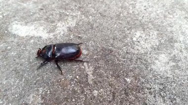 Siyah gergedan böceği ya da Oryctes gergedanının yol yüzeyinde süründüğü görüntüler..