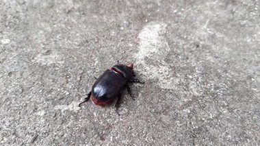 Siyah gergedan böceği ya da Oryctes gergedanının yol yüzeyinde süründüğü görüntüler..