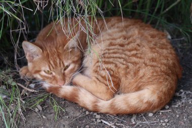 yerde yatan kırmızı kedi