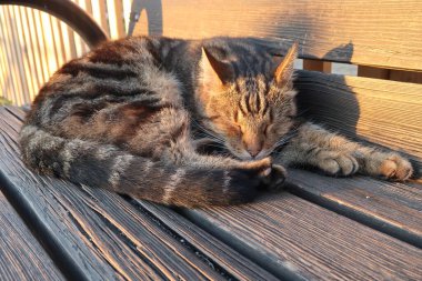 Kedi ahşap zeminde.