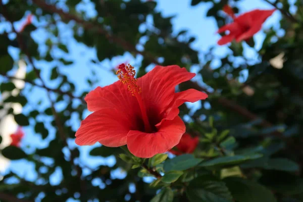 Bahçedeki kırmızı amber çiçeği