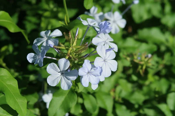 Güzel botanik fotoğrafı, doğal duvar kağıdı.