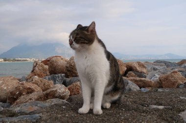 Taştaki kedi
