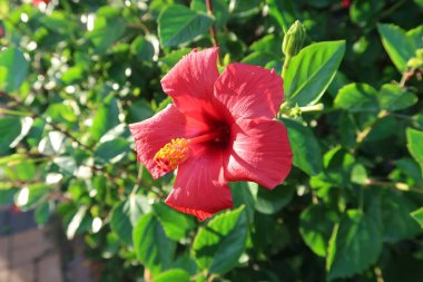 doğal Hibiscus çiçek
