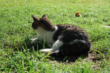 Kedi çimenlerde yatıyor..