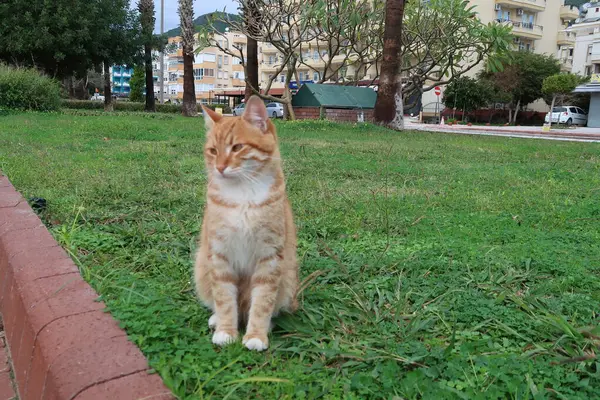 Μια Κόκκινη Γάτα Κάθεται Στο Πράσινο Γρασίδι Στο Πάρκο Της — Φωτογραφία Αρχείου