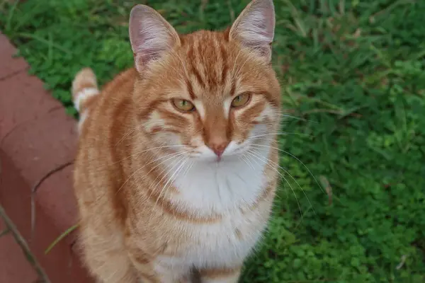 Κόκκινη Τιγρέ Γάτα Στο Δρόμο Στο Χωριό — Φωτογραφία Αρχείου