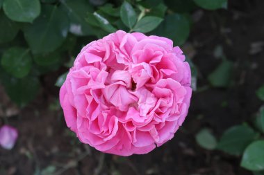 Bahçedeki güzel pembe güller