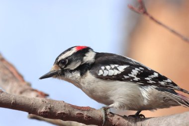 Çok güzel bir açık hava resmi. Küçük ötücü erkek, pasaklı ağaçkakan doğal çevre. Beyaz tüyler, kırmızı kanat, gaga, kahverengi dallar. 