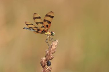 Çok güzel bir açık hava resmi küçük Cadılar Bayramı yusufçuğu doğal çevre şeffaf kara bant kanatlar büyük yuvarlak gözler tünemiş kahverengi otlar çekici arka plan Nottingham Maryland USA 