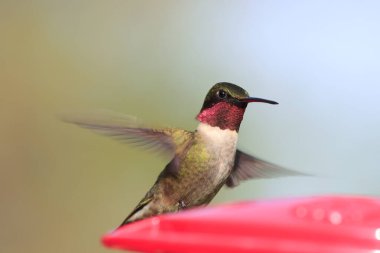 Güzel bir açık hava resmi küçük yakut sinekkuşu boğazlı doğal çevre parlak kırmızı boğaz tüyleri beyaz göğüs yeşil kanatlar koyu gagalı yuvarlak göz nektarla beslenen çekici mavi gökyüzü arka planda güneşli yaz günü 