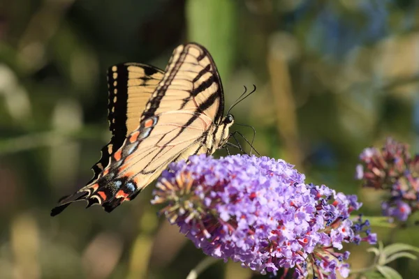 Beautiful closeup outdoor picture eastern tiger swallowtail natural environment yellow black wings blue red spots large round eyes long antenna perched pretty purple flowers feeding nectar spreading pollen attractive green leaves background sunny day