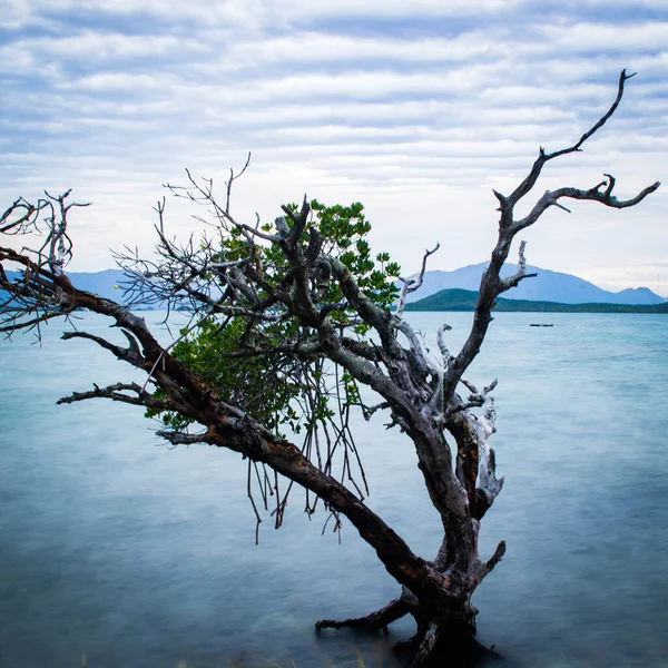 stock image dead tree branches and blue sea with white cloud on the background