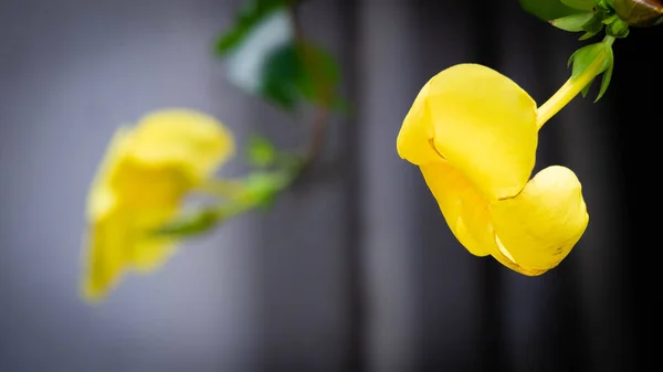 stock image beautiful yellow flower in the garden