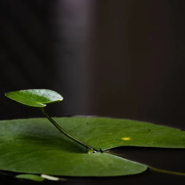 yeşil yapraklar, bitkiler ve yapraklar