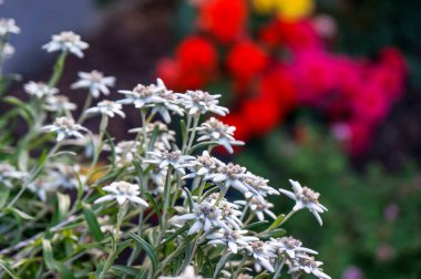 Bern 'de çiçek açan Edelweiss çiçekleri