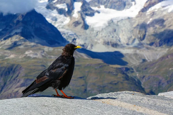 stock image Pyrrhocorax graculus living near the Matterhorn