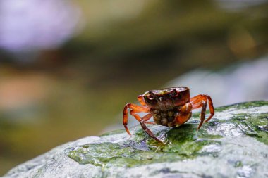 Japon nehirlerinde taze su yengeci