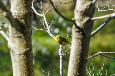 Japon beyaz gözü ilkbaharda aktif                               