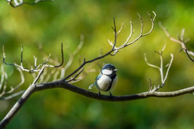 Bir ağaca tünemiş küçük bir parus.