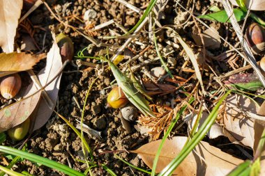 Sonbaharda yere çakılmış bir çekirge.