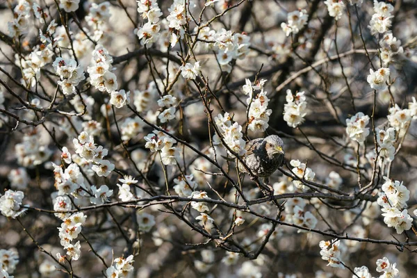 梅の木の上に茶色の耳をしたブルブル — ストック写真