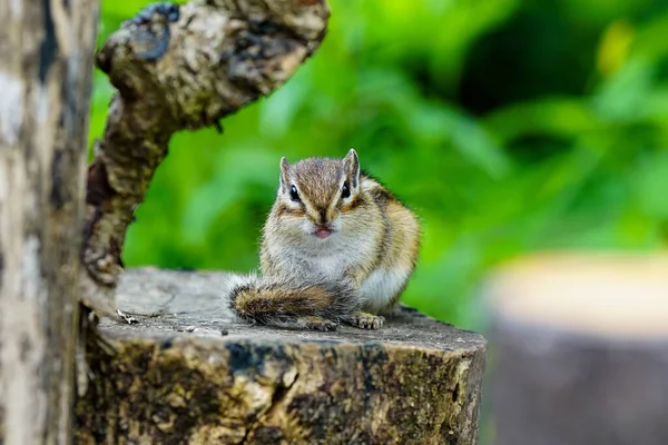Cute Chipmunks Active Forest — Stock Photo, Image