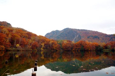 Japonya 'da renkli sonbahar yaprakları