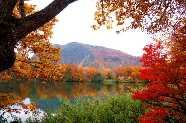 Folhas Outono Coloridas Japão — Fotografia de Stock
