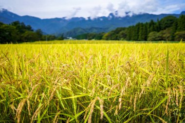 Sonbahar pirinç tarlaları hasat zamanı