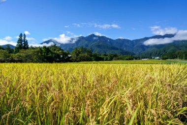Sonbahar pirinç tarlaları hasat zamanı