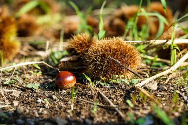 Japon kestaneleri sonbaharda toplandı