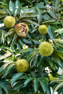 Japon kestaneleri sonbaharda toplandı