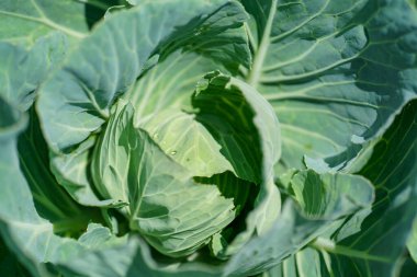 Japonya 'nın dağlık kesimlerinde lahana yetiştirilir.