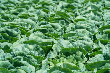 Japonya 'nın dağlık kesimlerinde lahana yetiştirilir.