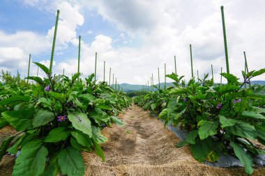 Japonya 'nın dağlık bölgelerinde patlıcan tarlaları